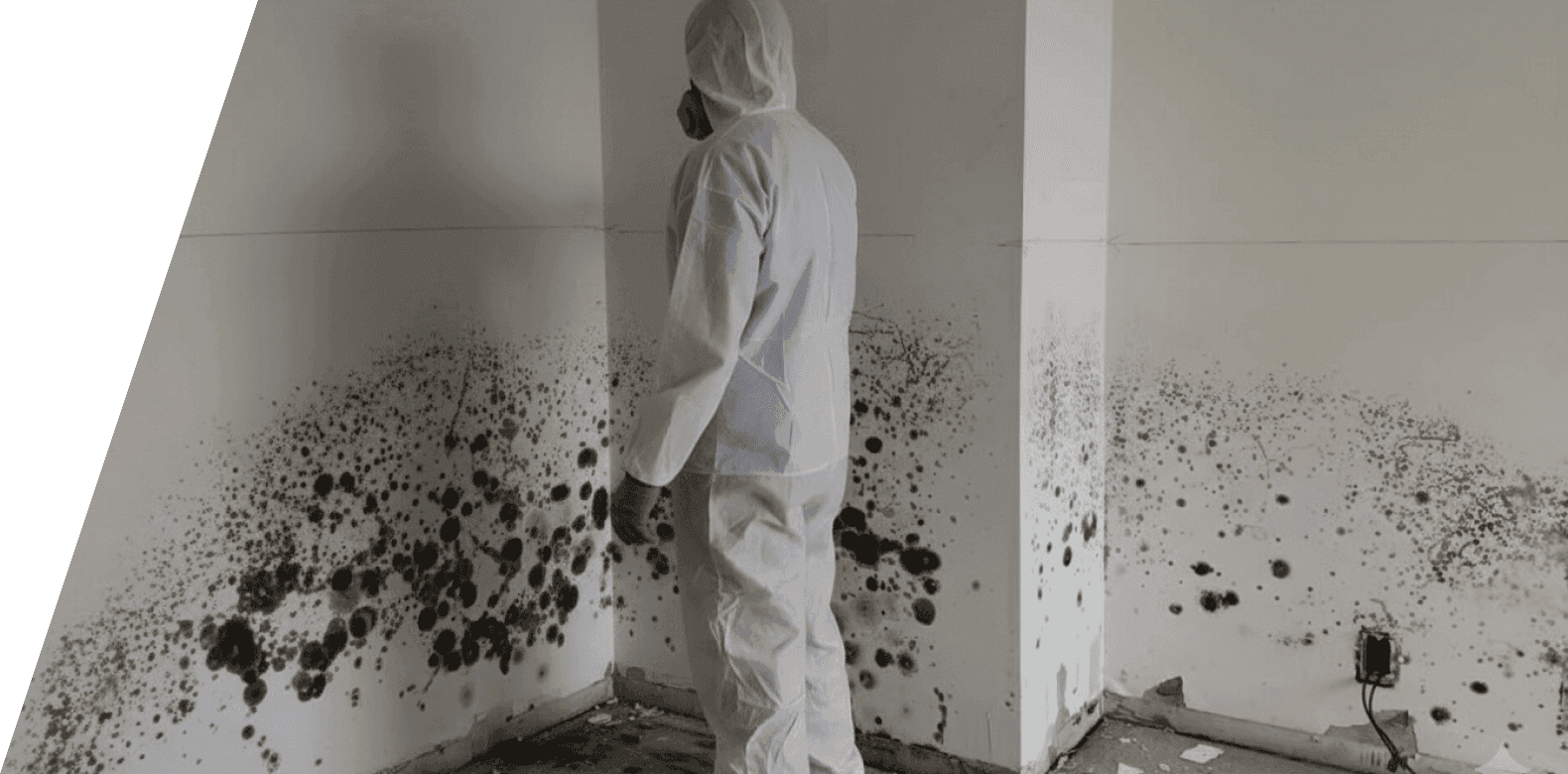 Beseitigung von Schimmel- und Feuchtigkeitsschäden